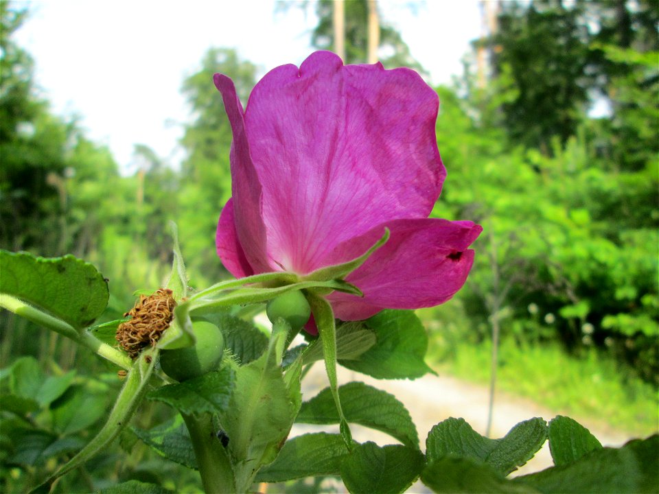 Kartoffel-Rose (Rosa rugosa) in der Schwetzinger Hardt