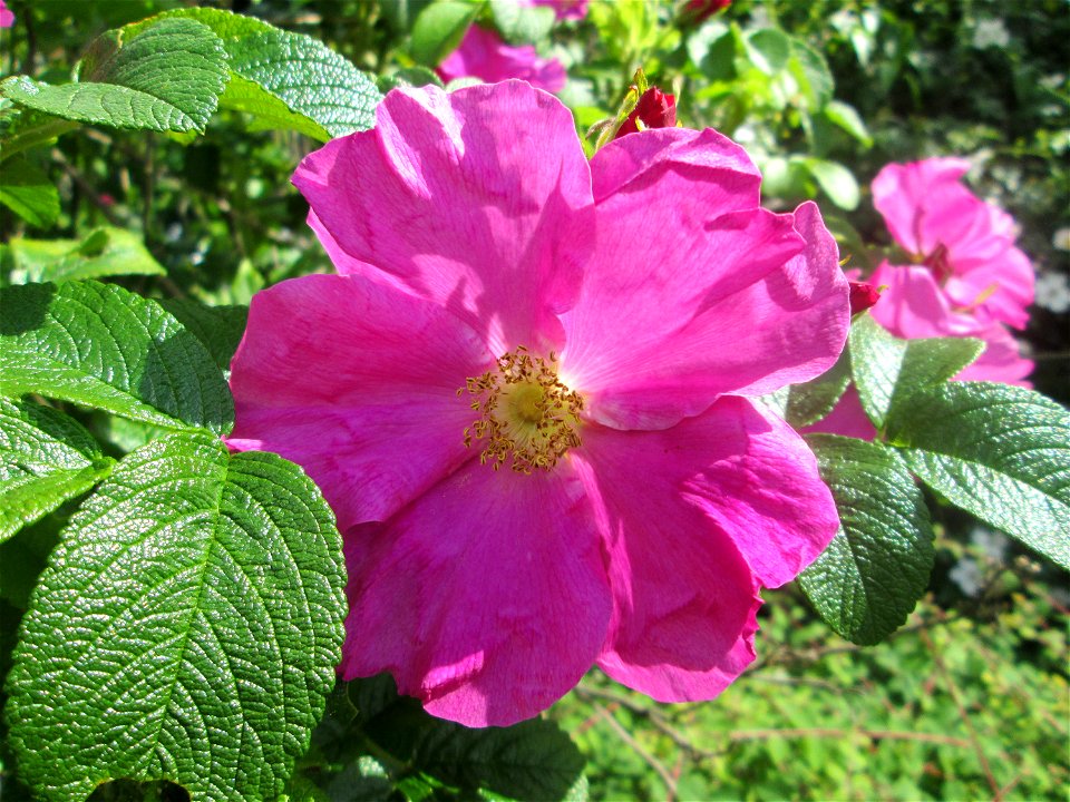 Kartoffel-Rose (Rosa rugosa) an einer Brückenzufahrt in Brebach photo