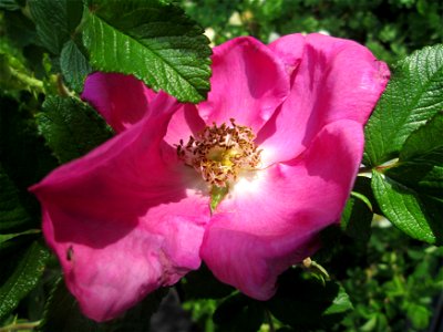 Kartoffel-Rose (Rosa rugosa) invasiv an der Böschung der A61 am Rand der Schwetzinger Hardt