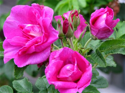 Rosa rugosa 'Tsaritsa Severa' photo