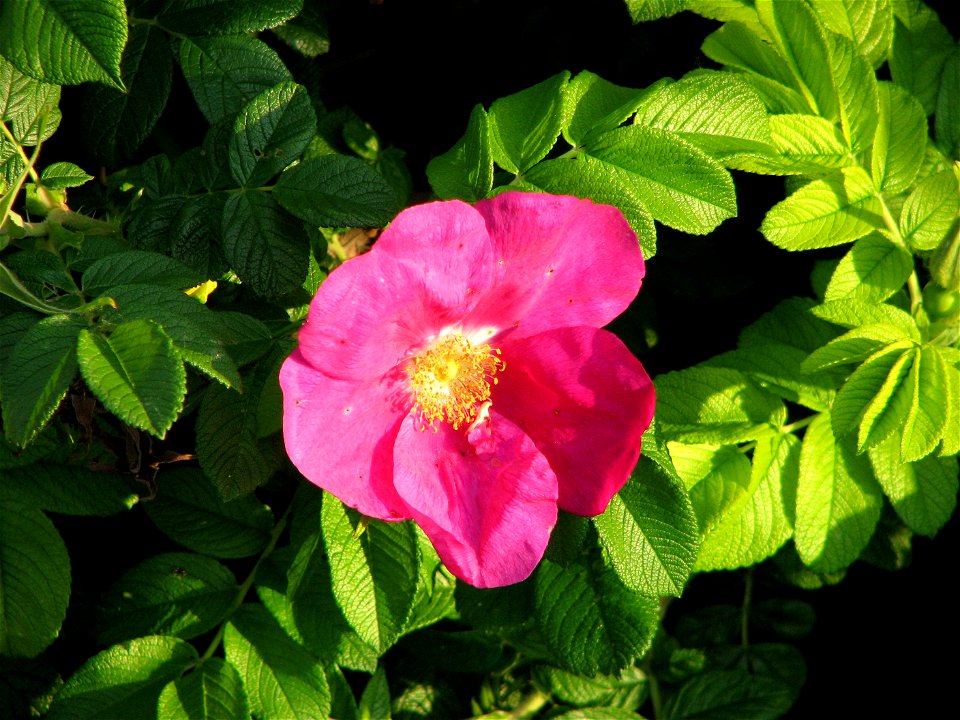 Rosa rugosa flower