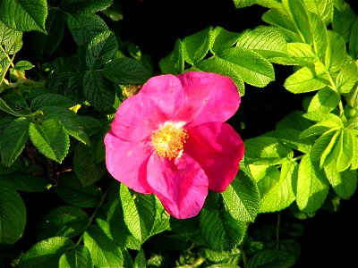 Rosa rugosa flower photo