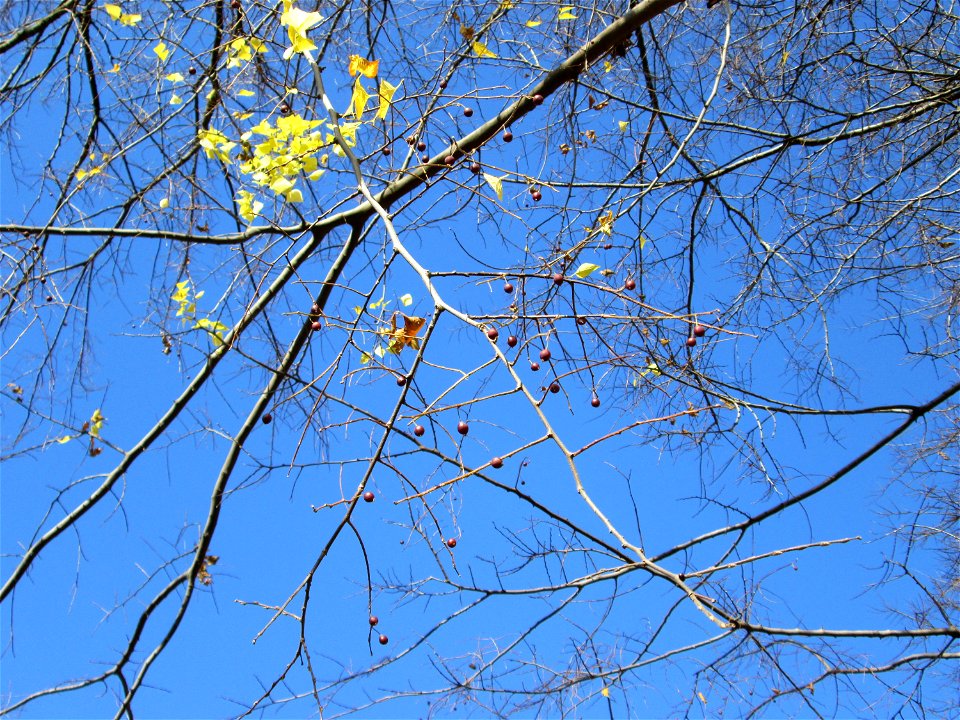 Amerikanischer Zürgelbaum (Celtis occidentalis) am Schloss Mannheim - seltener Parkbaum - Ursprung: Nordamerika