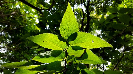 Chadwick Arboretum and Learning Gardens Arboretum North The Ohio State University Columbus, Ohio photo