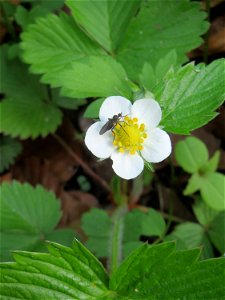 Die erste blühende Wald-Erdbeere (Fragaria vesca) in der Schwetzinger Hardt