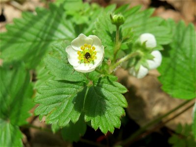 Wald-Erdbeere (Fragaria vesca) auf dem Hauptfriedhof Saarbrücken