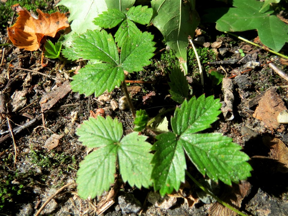 Grundblätter der Wald-Erdbeere (Fragaria vesca) in der Schwetzinger Hardt