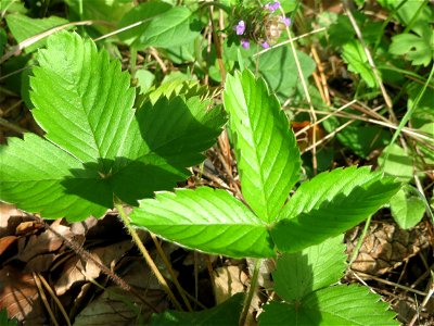 Grundblätter der Wald-Erdbeere (Fragaria vesca) in der Schwetzinger Hardt