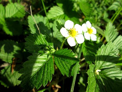 Wald-Erdbeere (Fragaria vesca) in der Schwetzinger Hardt