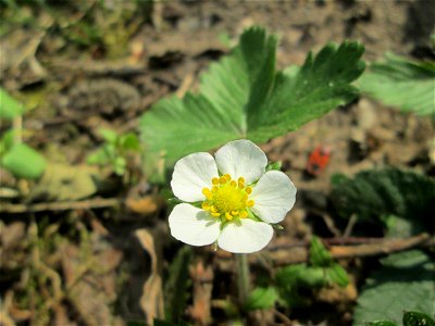 Wald-Erdbeere (Fragaria vesca) in der Schwetzinger Hardt