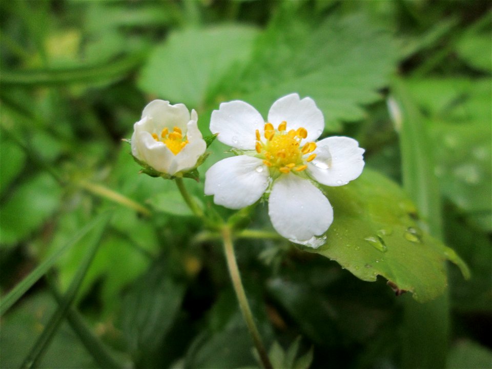 Wald-Erdbeere (Fragaria vesca) im Landschaftsschurtgebiet „St. Johanner Stadtwald“