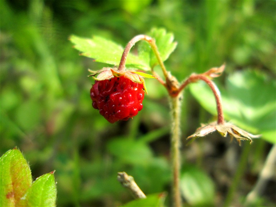 Wald-Erdbeere (Fragaria vesca) in der Schwetzinger Hardt