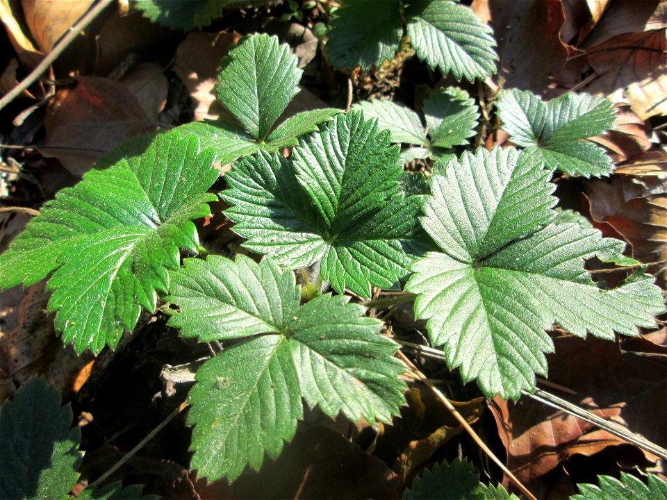 Grundblätter der Wald-Erdbeere (Fragaria vesca) in der Schwetzinger Hardt