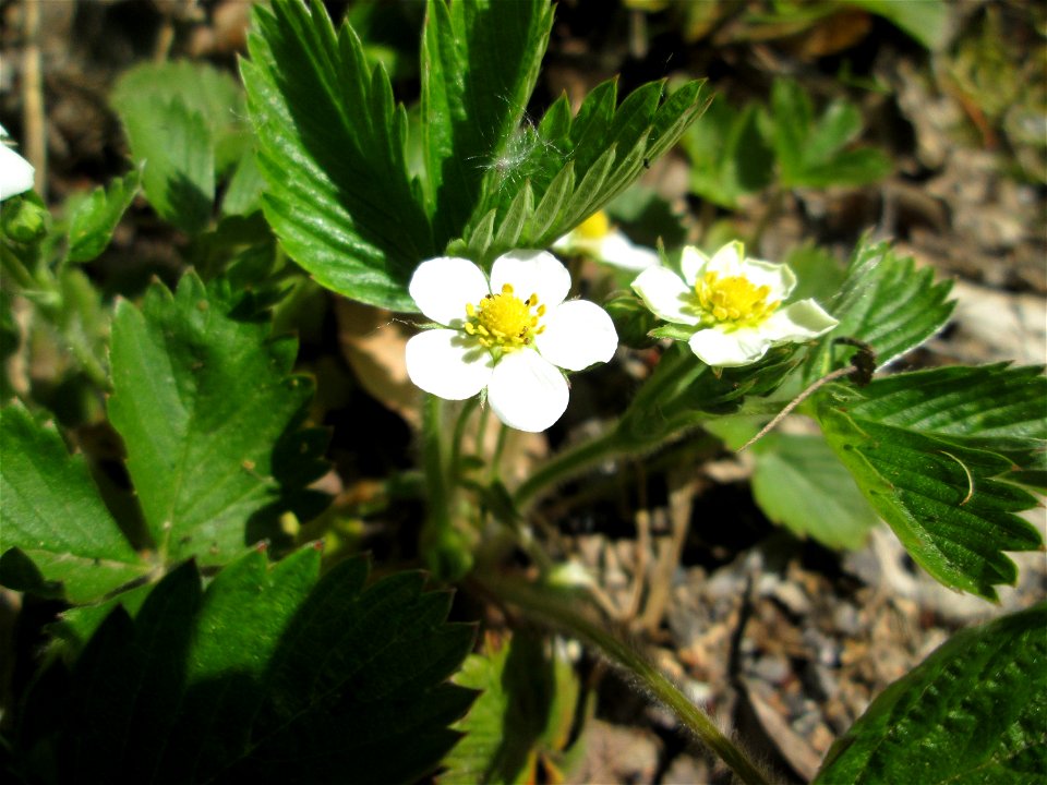 Wald-Erdbeere (Fragaria vesca) im Steinbachtal bei Saarbrücken