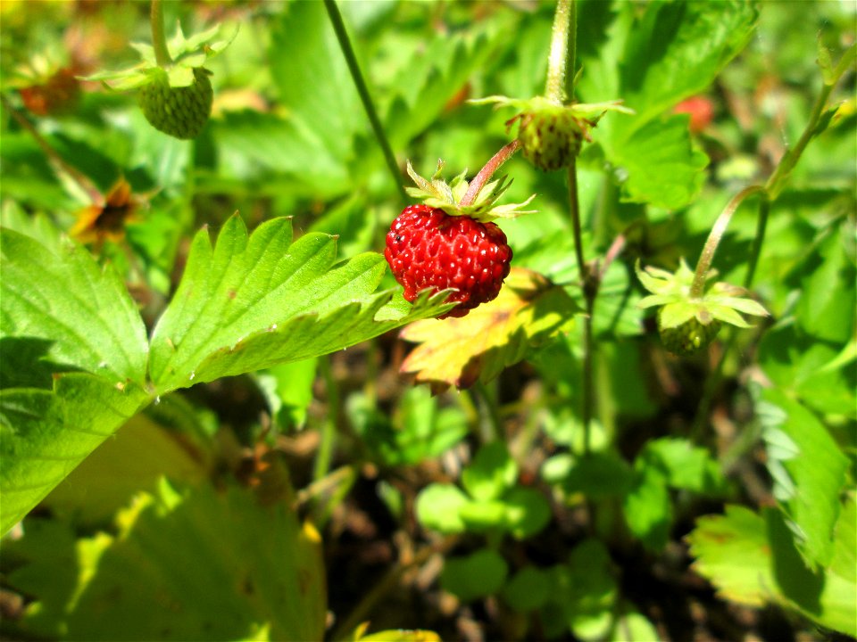 Wald-Erdbeere (Fragaria vesca) am Friedhof St. Johann in Saarbrücken