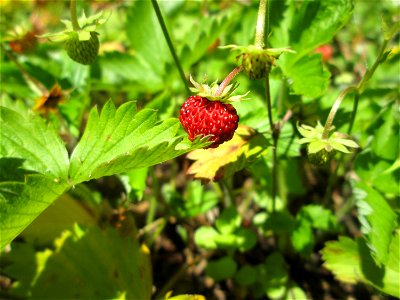 Wald-Erdbeere (Fragaria vesca) am Friedhof St. Johann in Saarbrücken