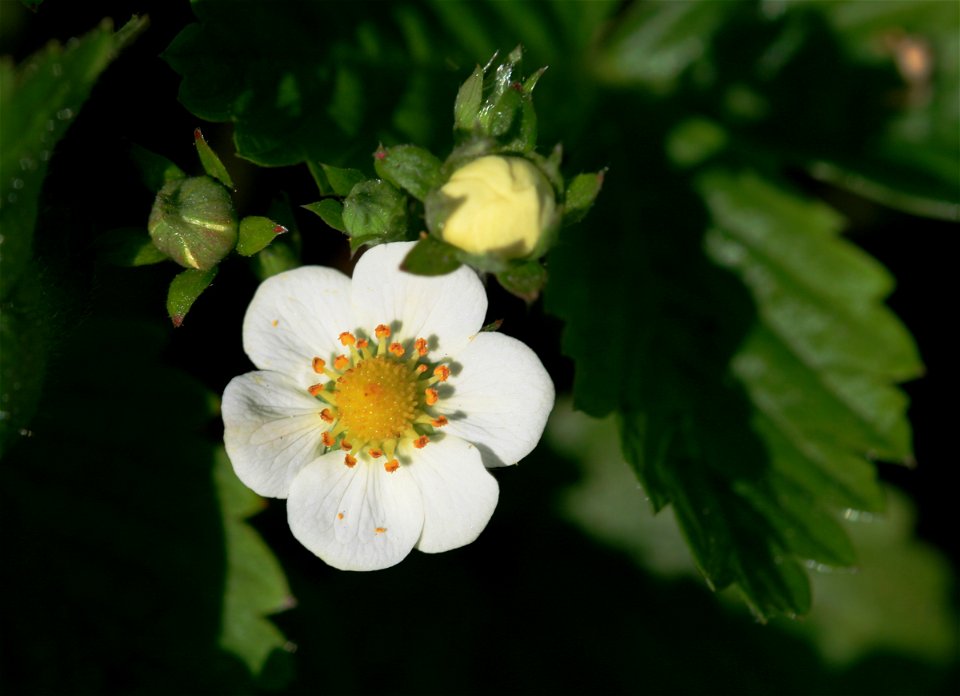 Flower of Fragaria vesca, east Bohemia, Czech Republic