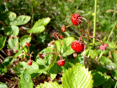 Fragaria vesca close-up 3 photo