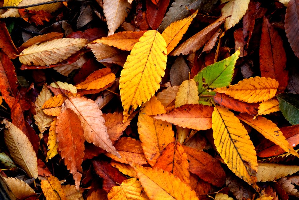 Autumn　fallen leaves of Zelkova serrata