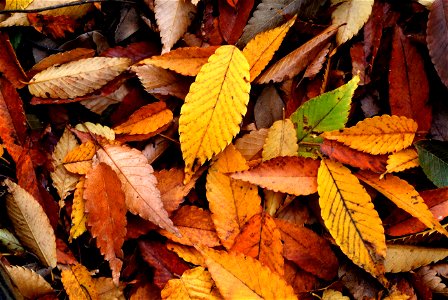 Autumn fallen leaves of Zelkova serrata photo