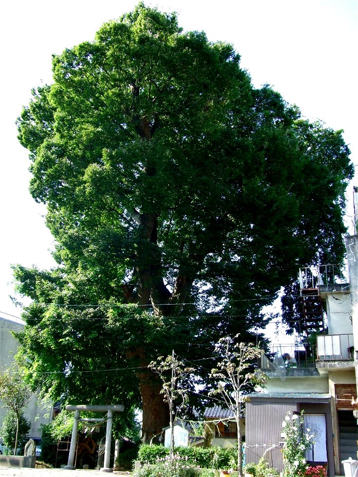 Mishima-no-Ookeyaki(Zelkova serrata) in Mikkaichi, Kurobe, Toyama, Japan.