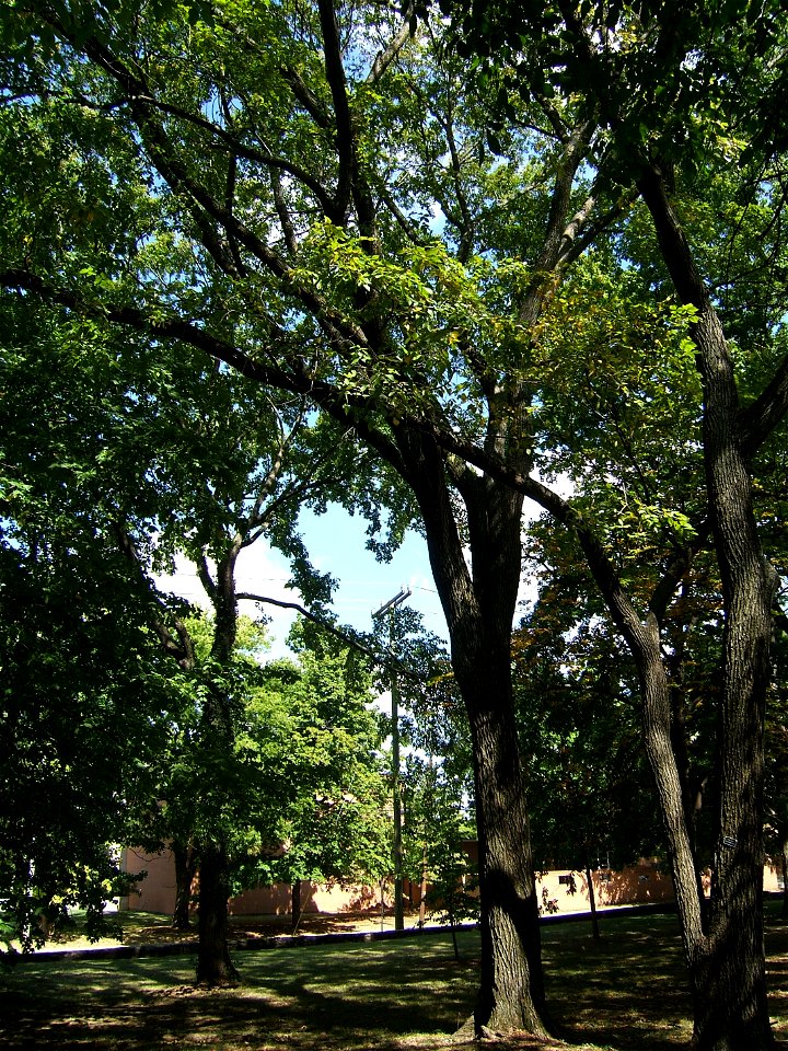 September American Elm at Vanderbilt University campus, Nashville, TN