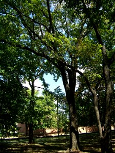 September American Elm at Vanderbilt University campus, Nashville, TN