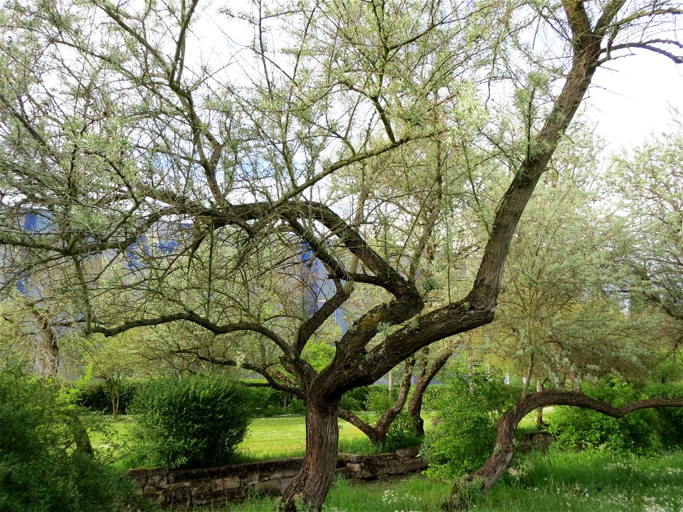 Schmalblättrige Ölweide (Elaeagnus angustifolia) im Bürgerpark Saarbrücken