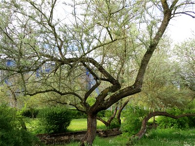 Schmalblättrige Ölweide (Elaeagnus angustifolia) im Bürgerpark Saarbrücken