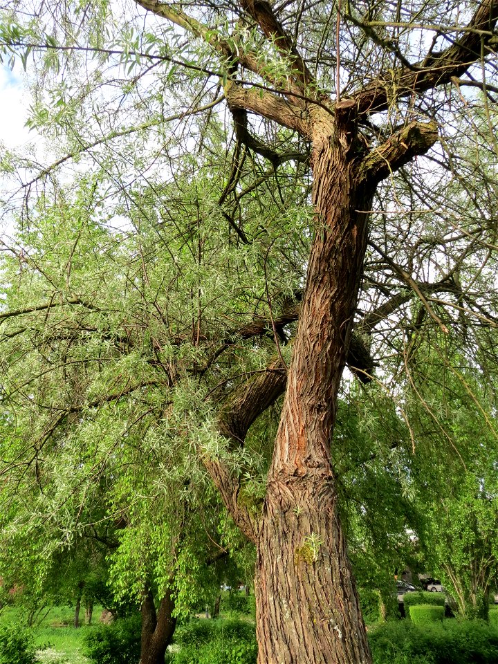 Schmalblättrige Ölweide (Elaeagnus angustifolia) im Bürgerpark Saarbrücken