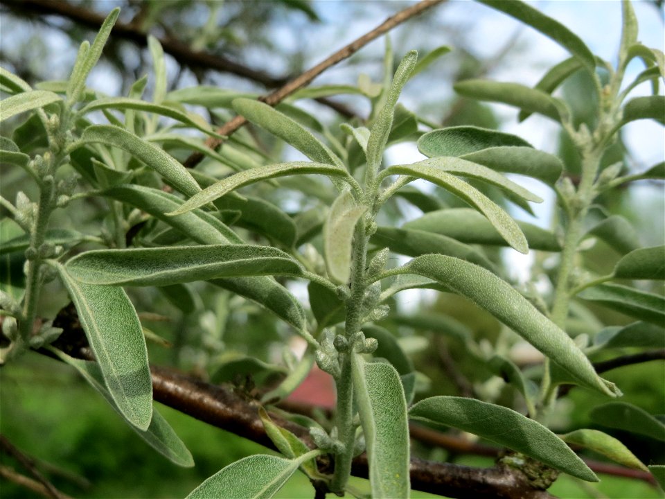 Schmalblättrige Ölweide (Elaeagnus angustifolia) im Bürgerpark Saarbrücken