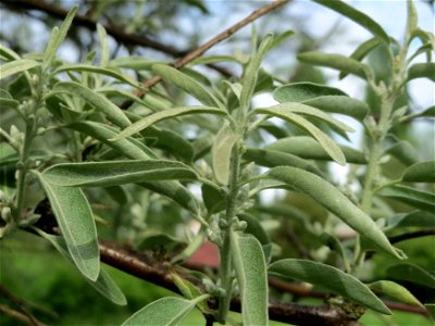 Schmalblättrige Ölweide (Elaeagnus angustifolia) im Bürgerpark Saarbrücken