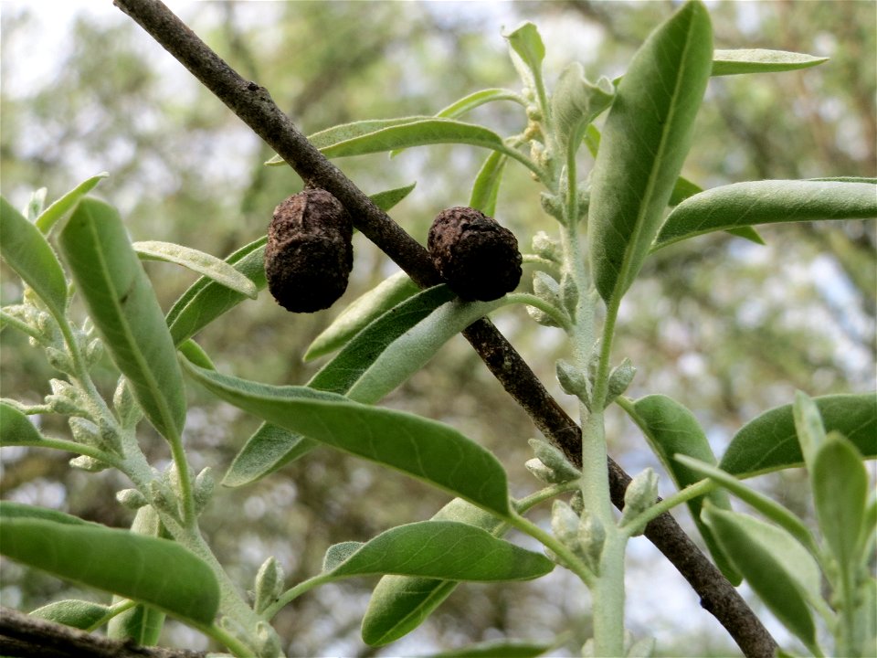 Schmalblättrige Ölweide (Elaeagnus angustifolia) im Bürgerpark Saarbrücken