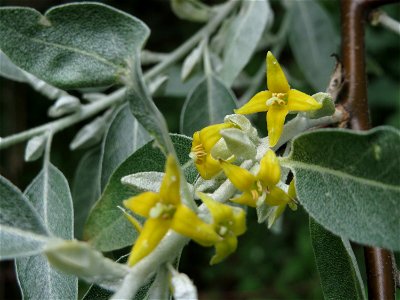Schmalblättrige Ölweide (Elaeagnus angustifolia) im Schwetzinger Hardt