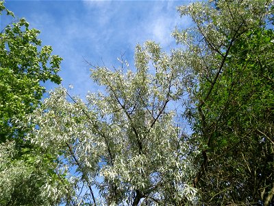Schmalblättrige Ölweide (Elaeagnus angustifolia) im Landschaftsschutzgebiet Hockenheimer Rheinbogen