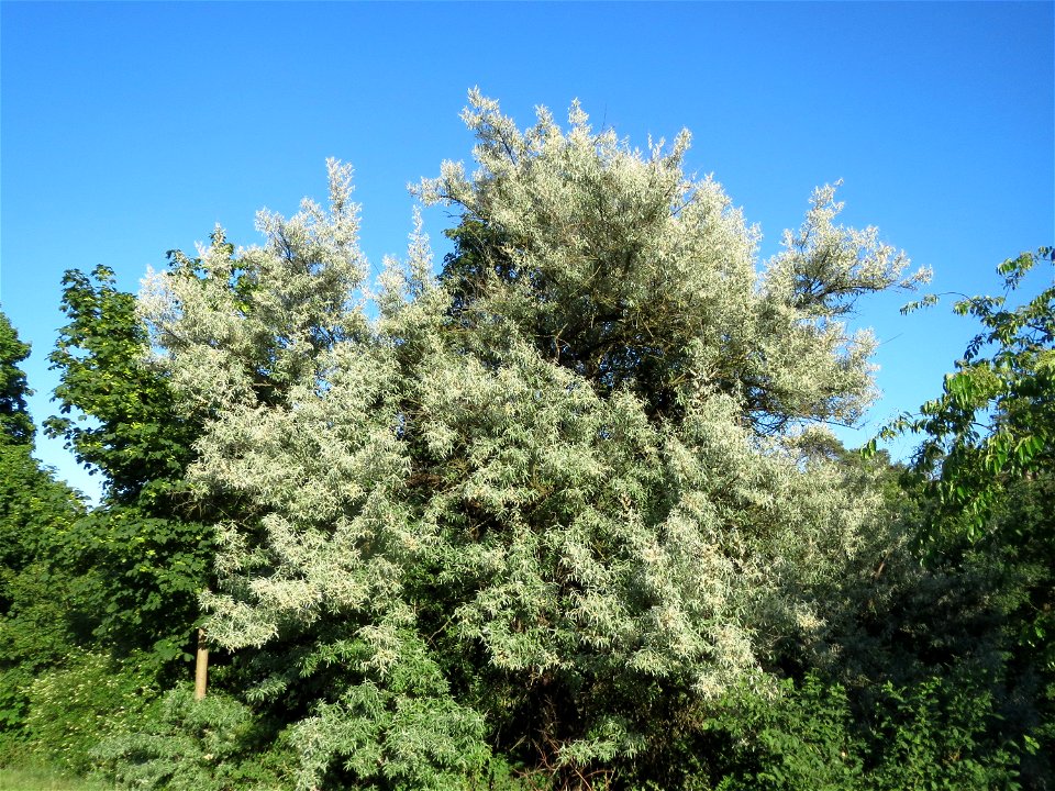 Schmalblättrige Ölweide (Elaeagnus angustifolia) im Schwetzinger Hardt