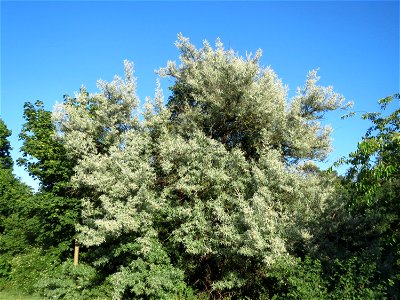 Schmalblättrige Ölweide (Elaeagnus angustifolia) im Schwetzinger Hardt