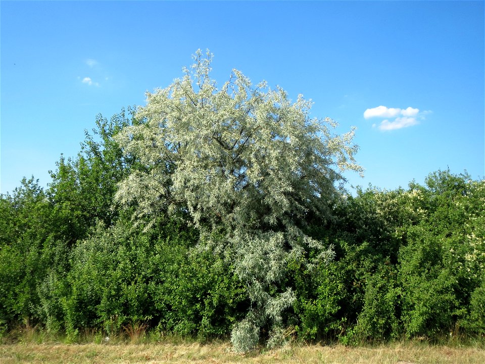 Schmalblättrige Ölweide (Elaeagnus angustifolia) bei Neulußheim
