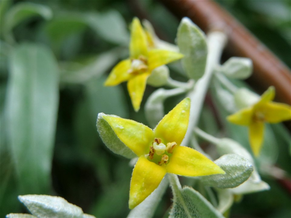 Schmalblättrige Ölweide (Elaeagnus angustifolia) im Schwetzinger Hardt - der in seiner Blüte betörend duftende Baum stammt ursprünglich aus Asien und wächst invasiv entlang der A6