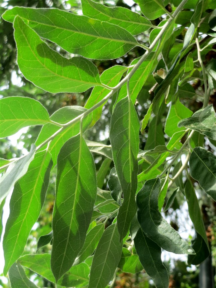 Schmalblättrige Ölweide (Elaeagnus angustifolia) in Hockenheim. An der Lußheimer Straße gibt es mehrere ausgewilderte Sandorn-Sträucher und Ölweiden. Die Ölweide wähst invasiv an Straßendämmen.