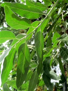 Schmalblättrige Ölweide (Elaeagnus angustifolia) in Hockenheim. An der Lußheimer Straße gibt es mehrere ausgewilderte Sandorn-Sträucher und Ölweiden. Die Ölweide wähst invasiv an Straßendämmen.