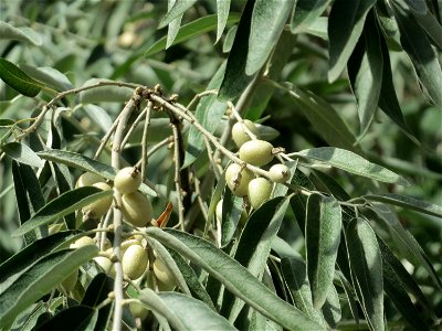 Schmalblättrige Ölweide (Elaeagnus angustifolia) im Schwetzinger Hardt, invasiv am Autobahndamm