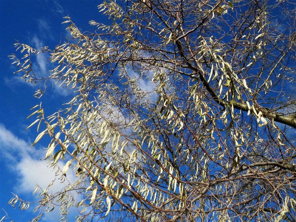 Schmalblättrige Ölweide (Elaeagnus angustifolia) bei Neulußheim