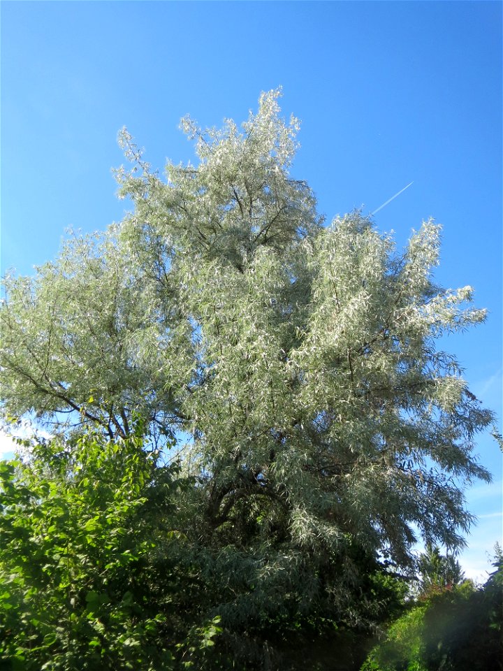 Schmalblättrige Ölweide (Elaeagnus angustifolia) in Hockenheim