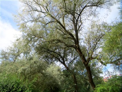Schmalblättrige Ölweide (Elaeagnus angustifolia) im Bürgerpark Saarbrücken