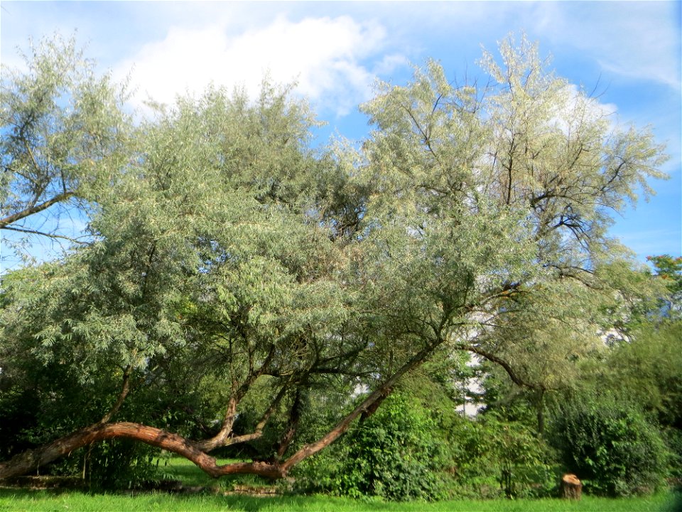 Schmalblättrige Ölweide (Elaeagnus angustifolia) im Bürgerpark Saarbrücken