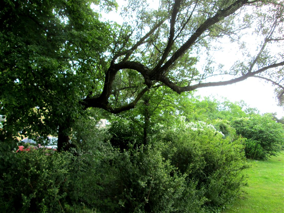Schmalblättrige Ölweide (Elaeagnus angustifolia) im Gartenschaupark Hockenheim - an diesem Standort gepflanzt, ursprünglich aus Zentral-Asien