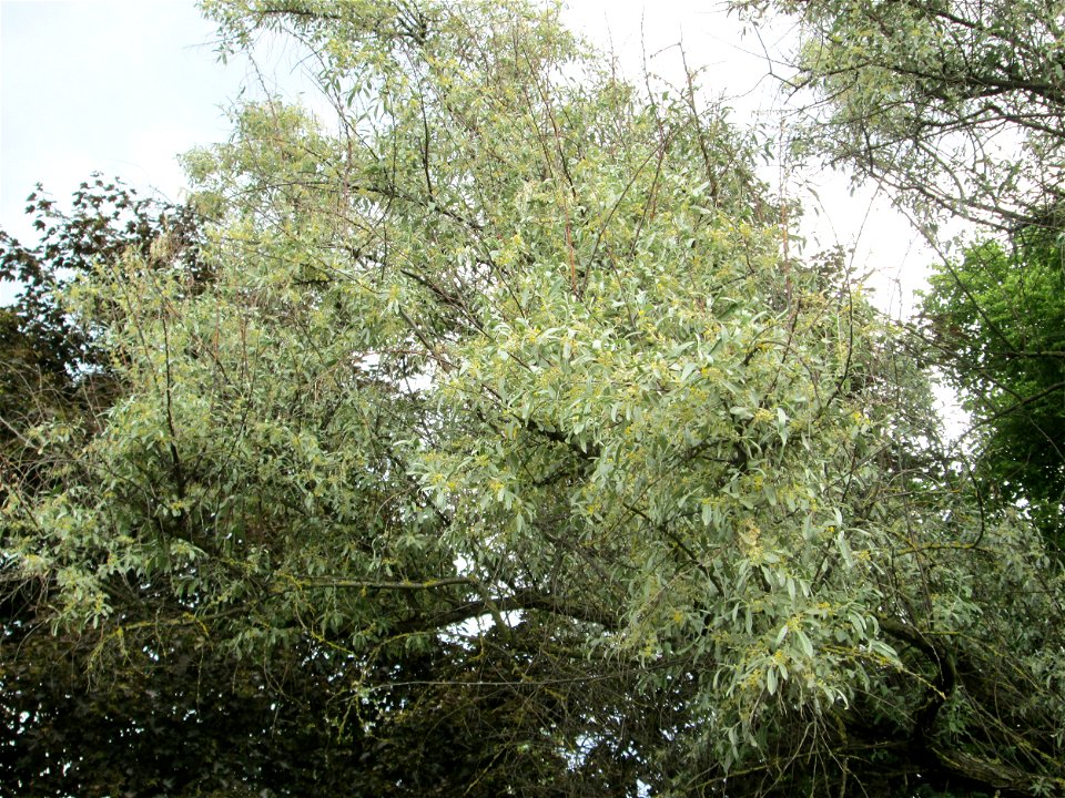 Schmalblättrige Ölweide (Elaeagnus angustifolia) im Gartenschaupark Hockenheim - an diesem Standort gepflanzt, ursprünglich aus Zentral-Asien
