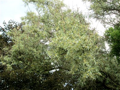 Schmalblättrige Ölweide (Elaeagnus angustifolia) im Gartenschaupark Hockenheim - an diesem Standort gepflanzt, ursprünglich aus Zentral-Asien