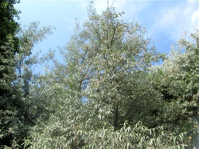 Schmalblättrige Ölweide (Elaeagnus angustifolia) in der Schwetzinger Hardt - invasiv am Autobahndamm, eingeschleppt aus Asien